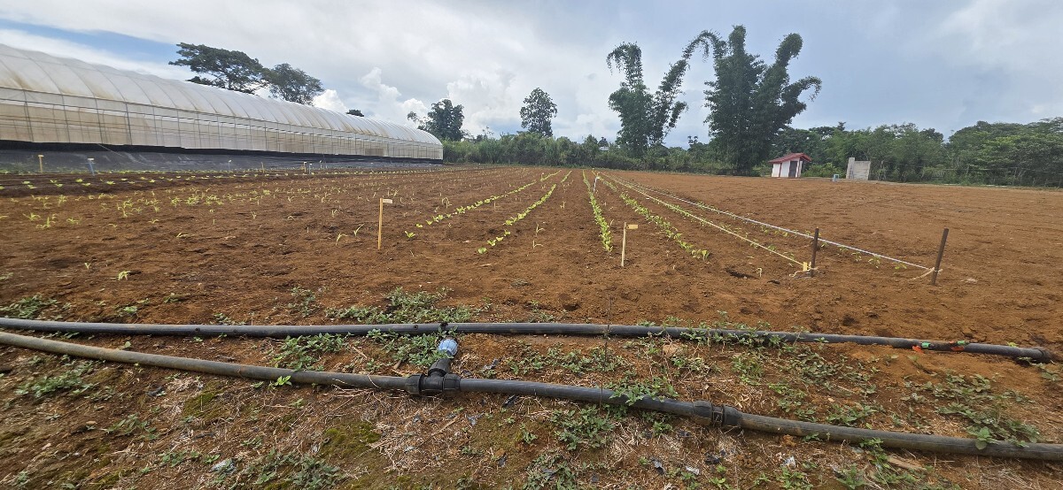 Open field irrigation