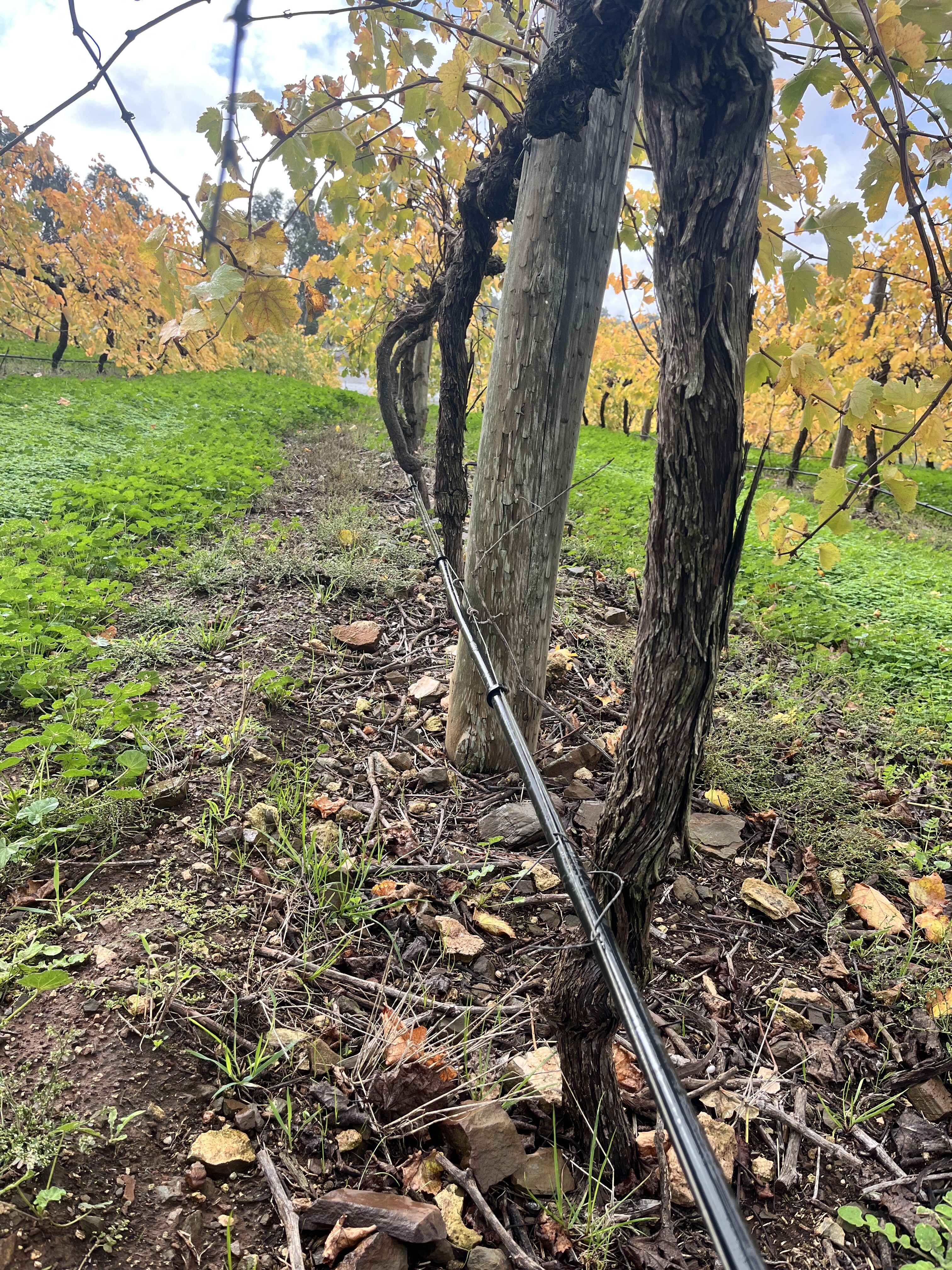 Orchard irrigation